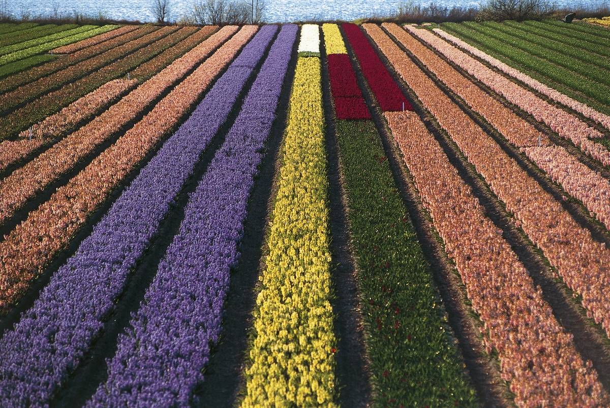 rows of tulips in netherlands