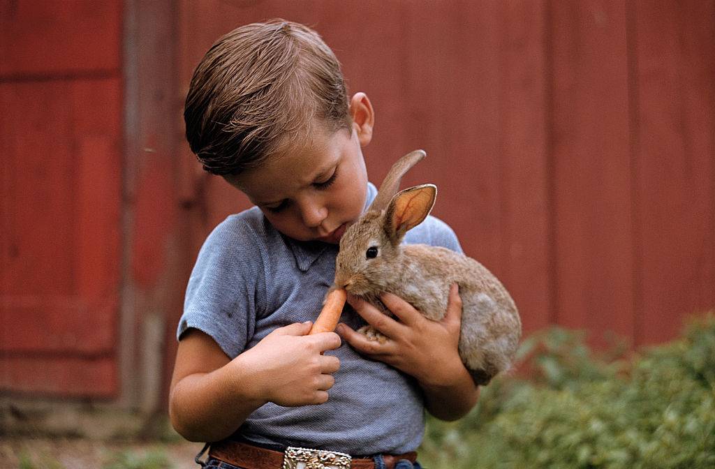 A boy holds his pet rabbit while feeding it a carrot.