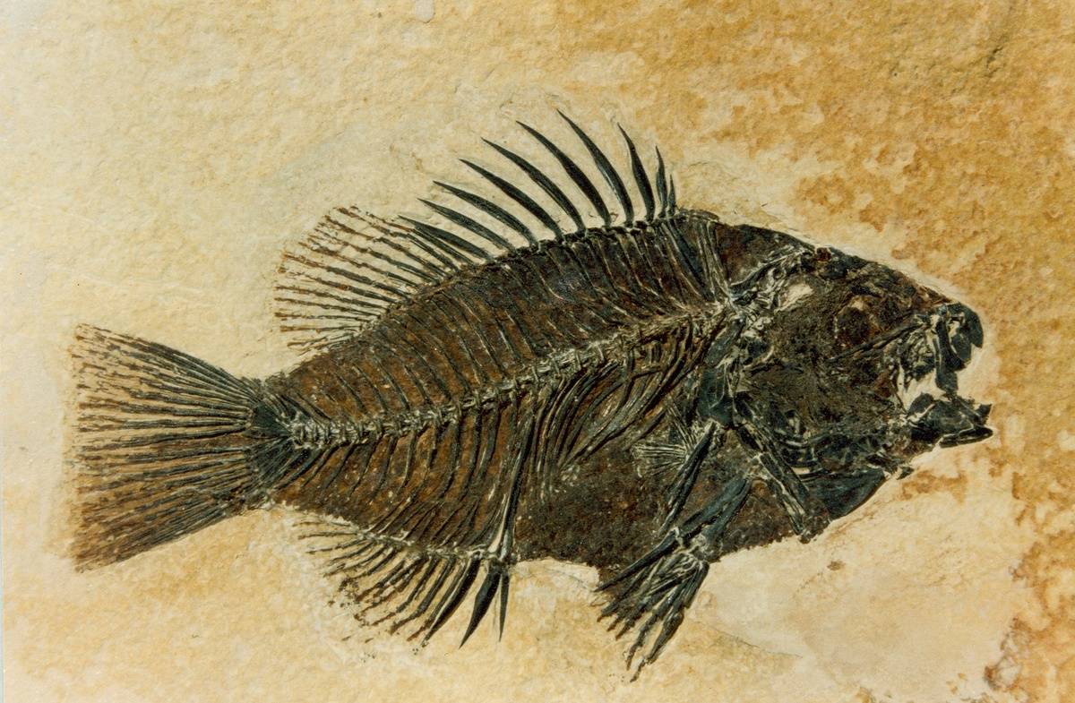 A prepared Priscacara fossil, of a late early Eocene sunfish