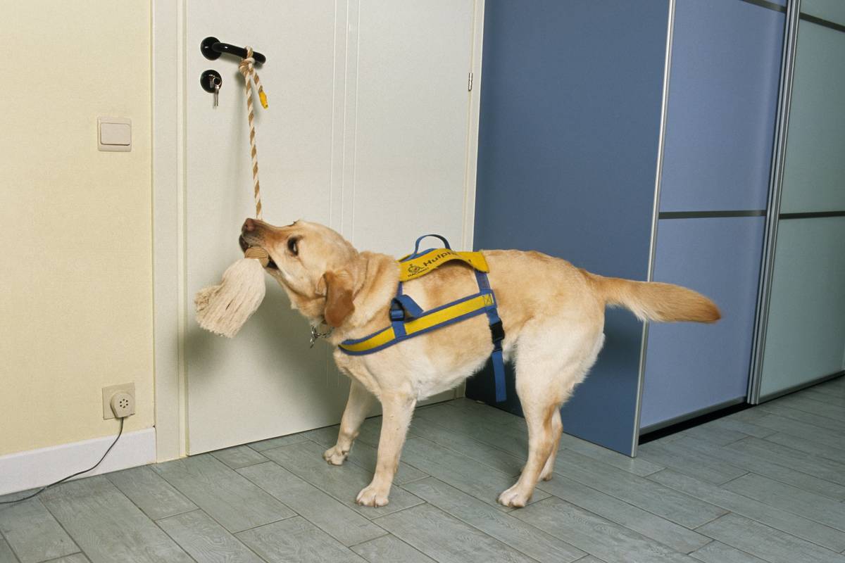 dog pulls door open