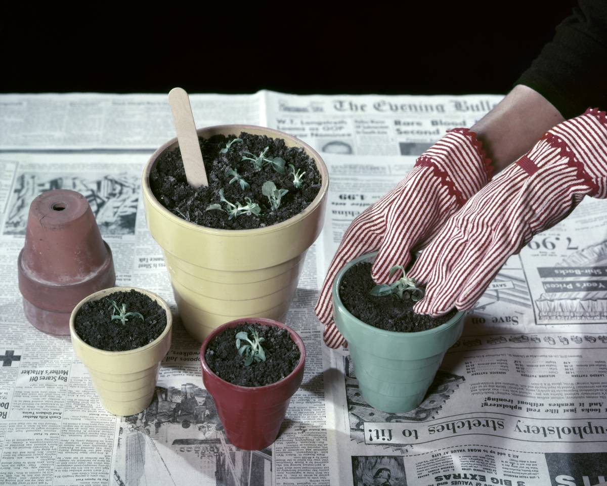 Clean Your Gardening Pots To Prevent Mold And Disease