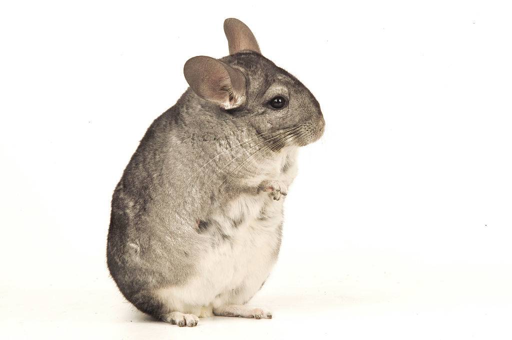 A chinchilla stands on its hind legs.