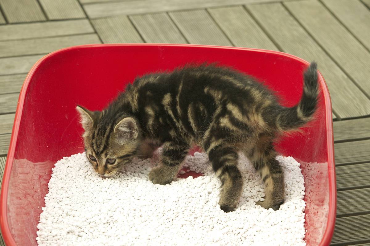 Say Goodbye To Your Pet's Smelly Litter Box