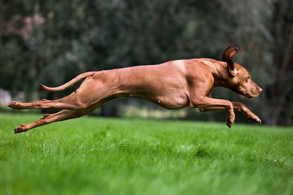 vizsla