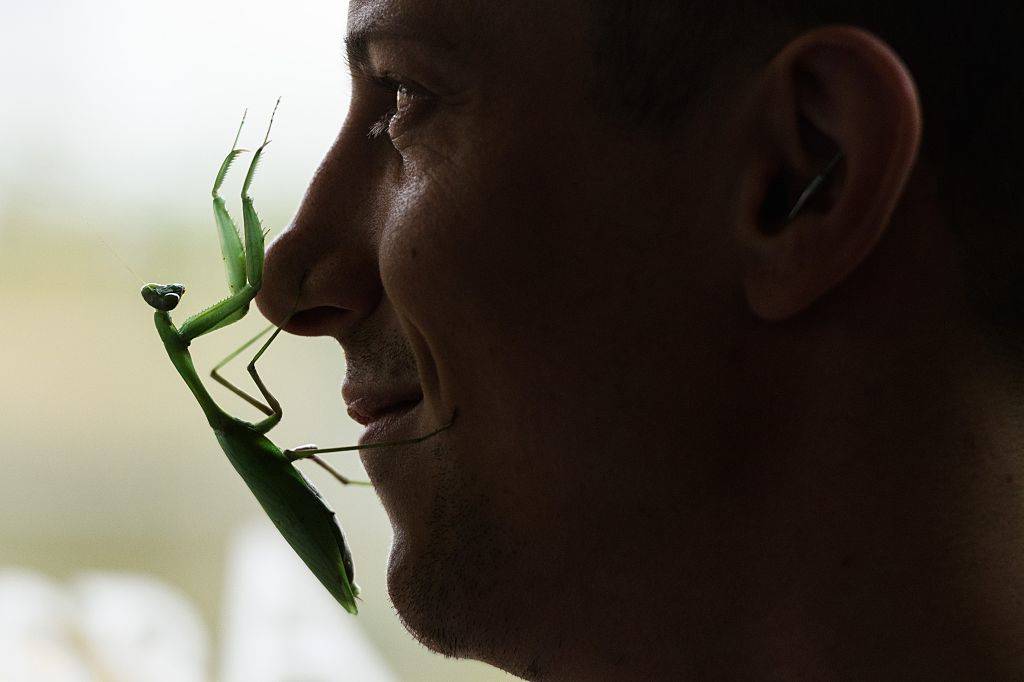 A praying mantis climbs on a man's face.