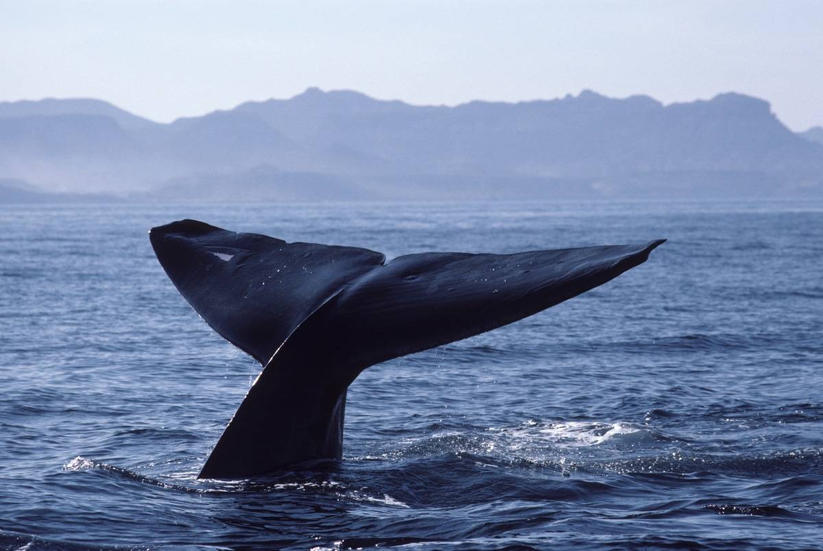 whale tail