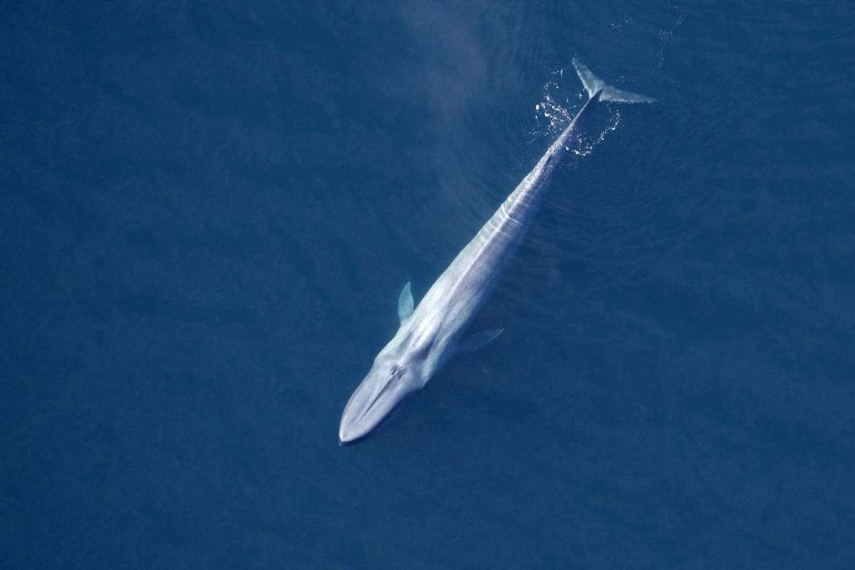 blue whale on top of ocean