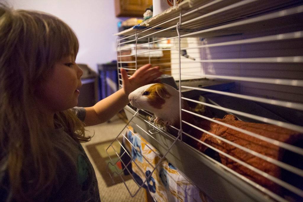 A little girl pets her guinea pig.