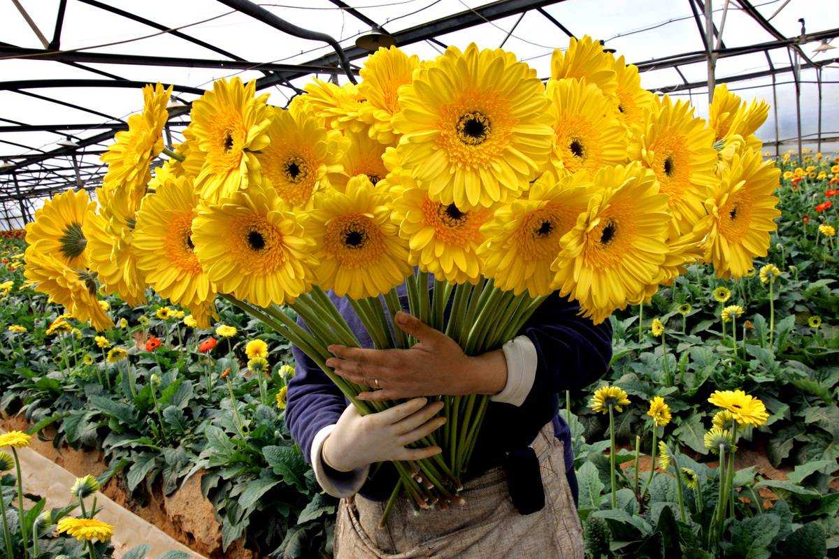 Keep Fresh Cut Flowers Alive Longer