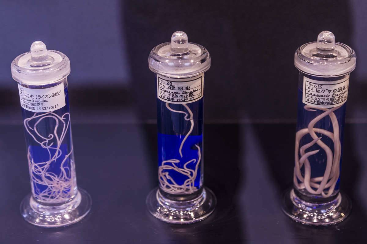 tape worms in vial