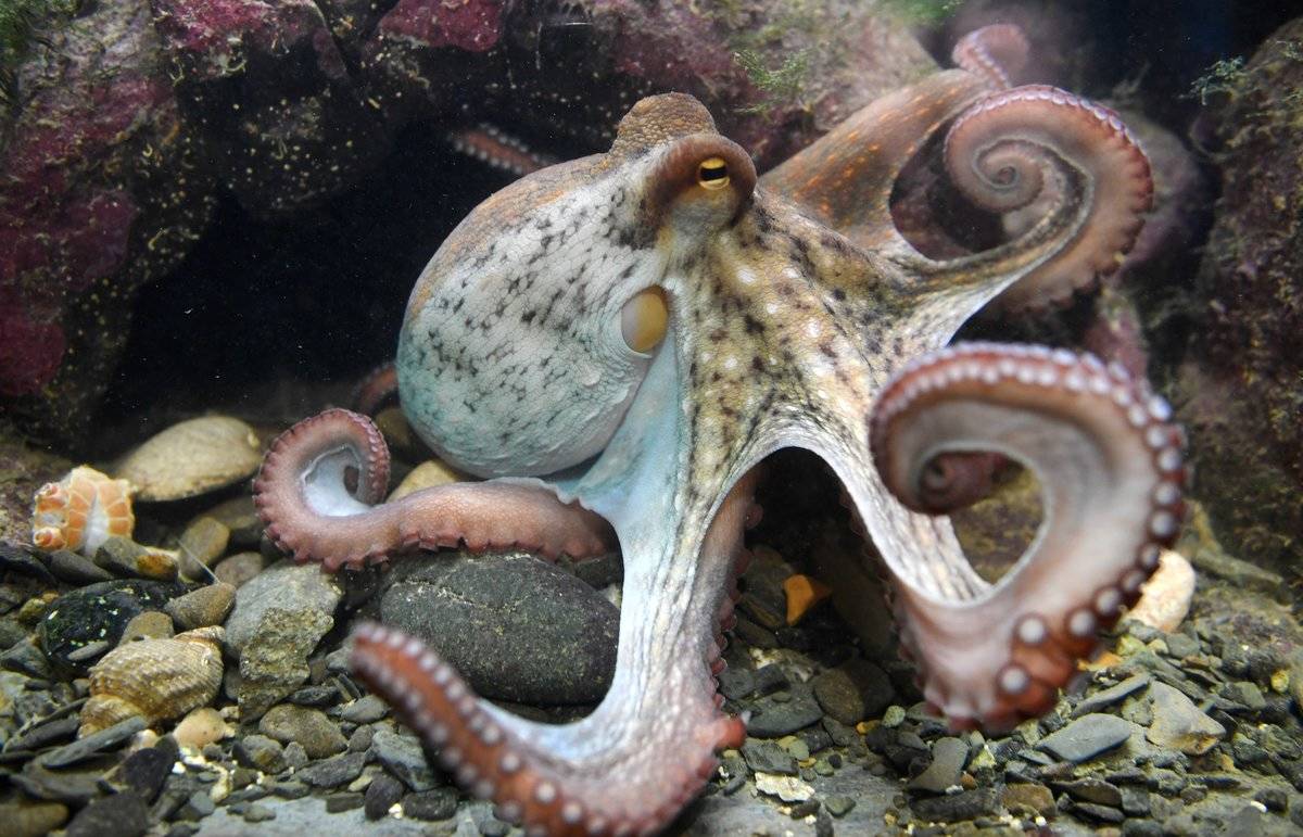 octopus on floor