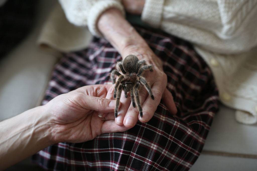 An elderly woman holds a taratula.