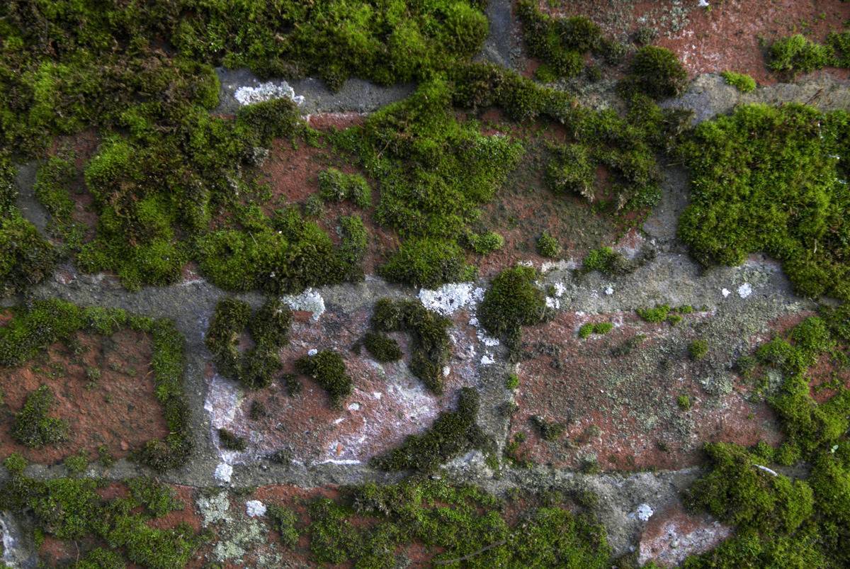 Algae And Moss On Bricks Will No Longer Be An Issue