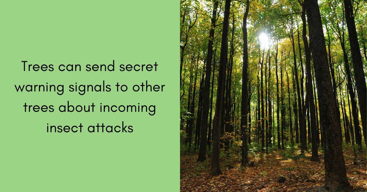 Trees can send secret warning signals to other trees about incoming insect attacks⁠