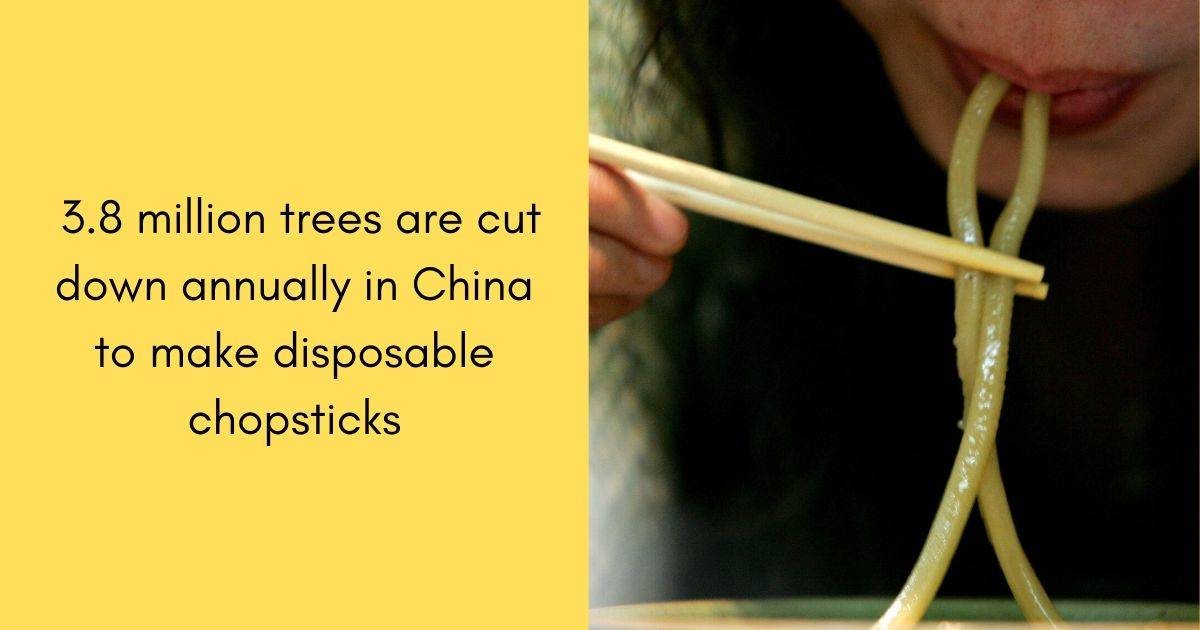 3.8 million trees are cut down annually in China to make disposable chopsticks