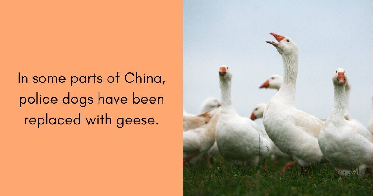 in some parts of China, police dogs have been replaced with geese.q