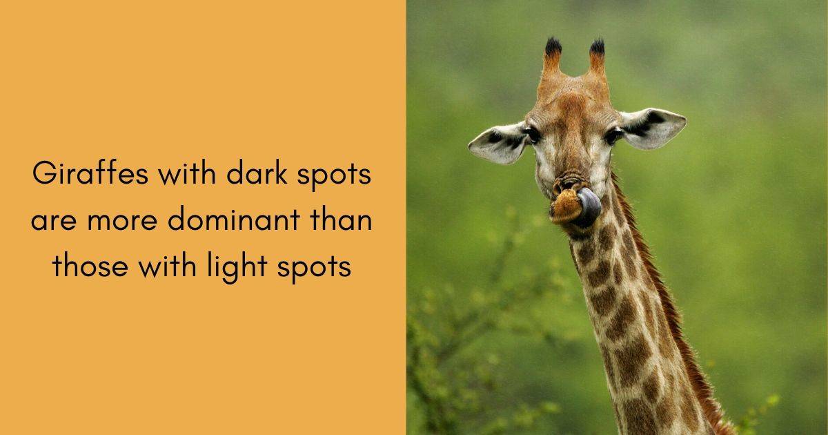 Giraffes with dark spots are more dominant than those with light spots⁠
