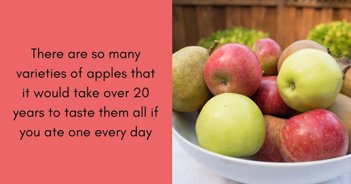 There are so many varieties of apples that it would take over 20 years to taste them all if you ate one every day