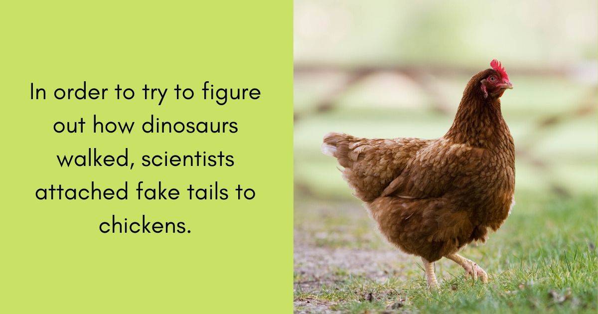 In order to try to figure out how dinosaurs walked, scientists attached fake tails to chickens.
