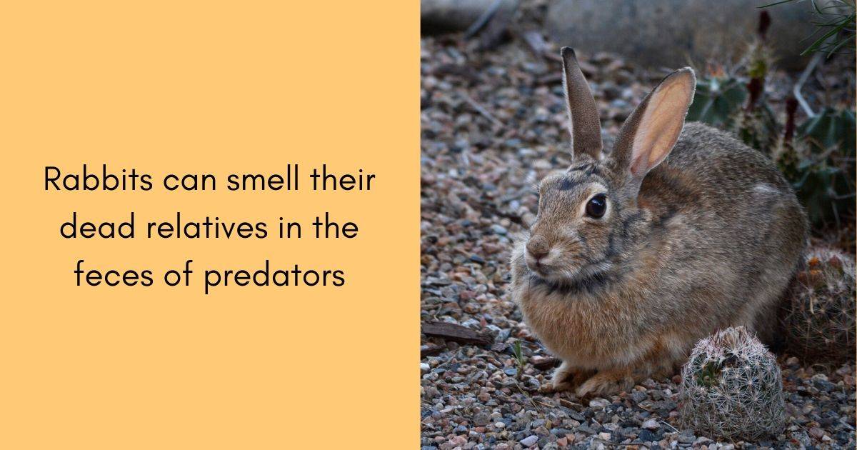 rabbits can smell their dead relatives in the feces of predators