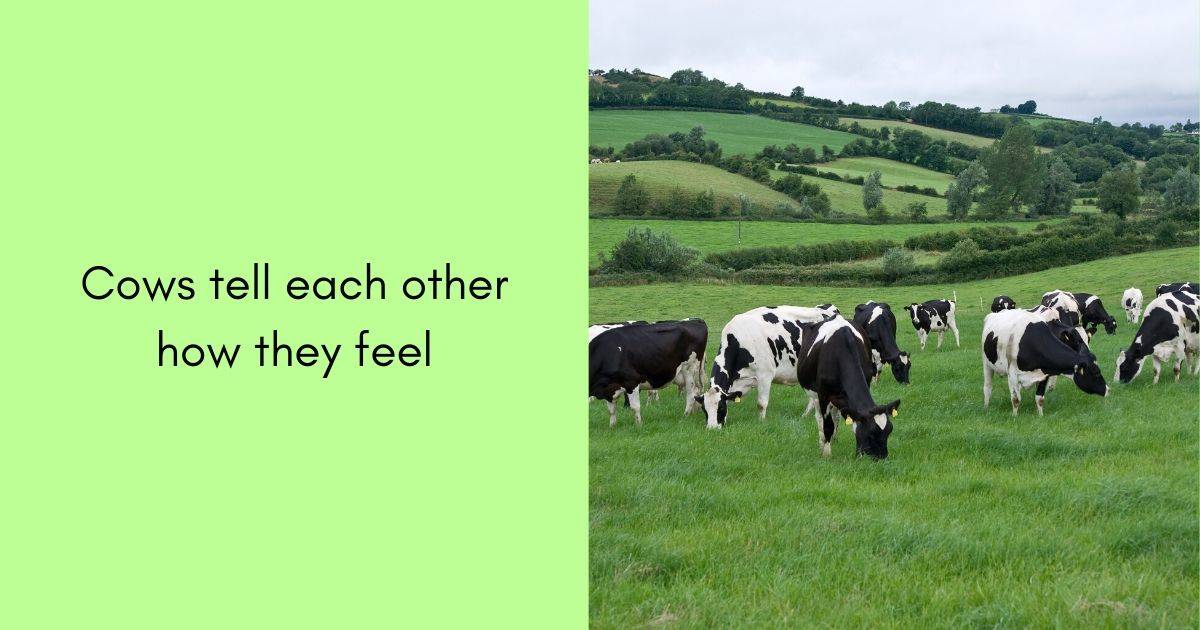 cows tell each other how they feel