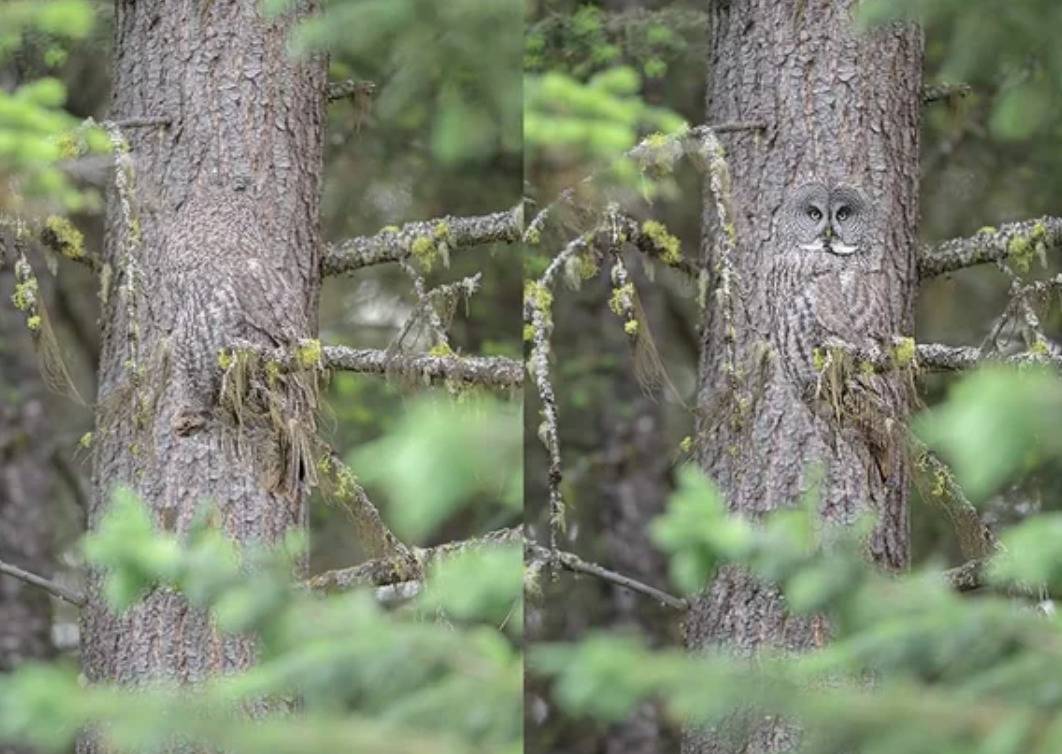 owl entirely blends into tree trunk except for face