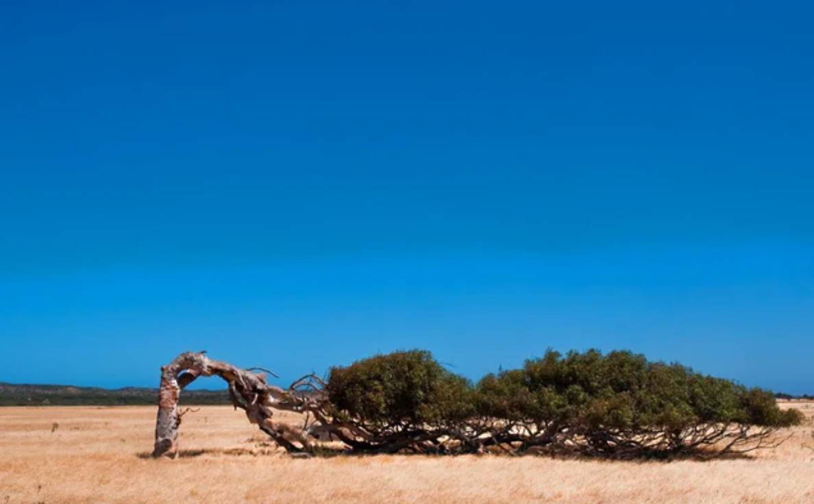 tree grows horizontally parallel to the ground