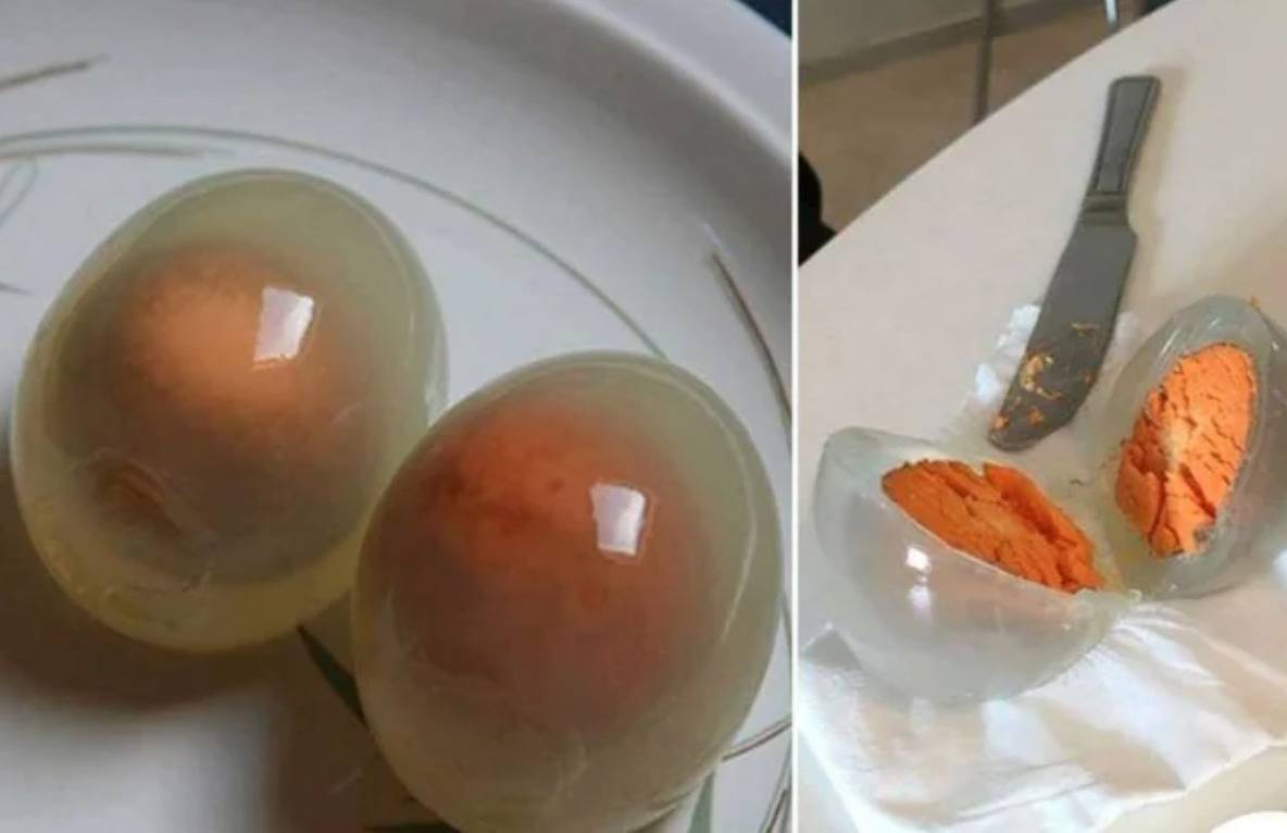 hard-boiled penguin egg has orange yolk and clear whites