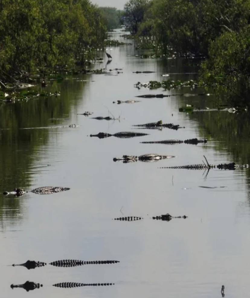 dozens of alligators with heads peaking out of water
