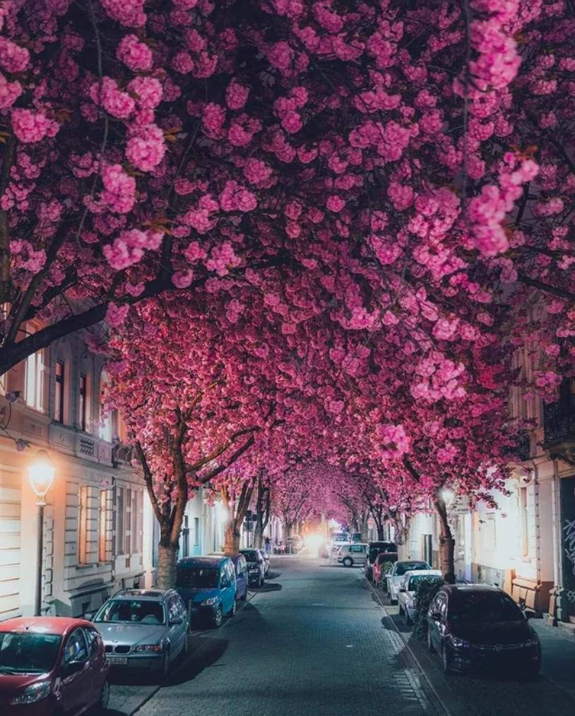 street lined with ping cherry blossom trees