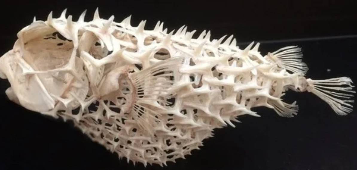 skeleton of a puffer fish