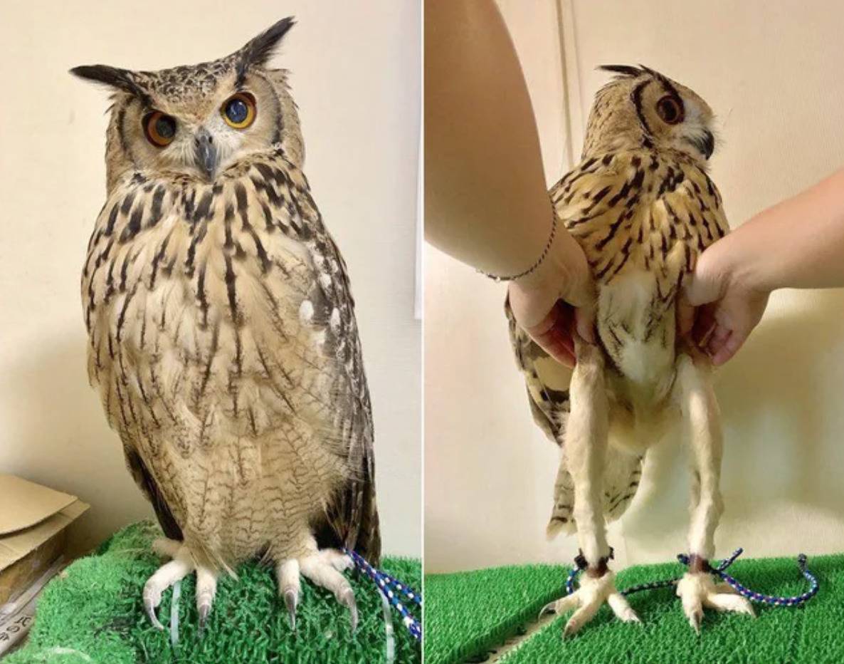 owl with fluff lifted to expose long, slim legs