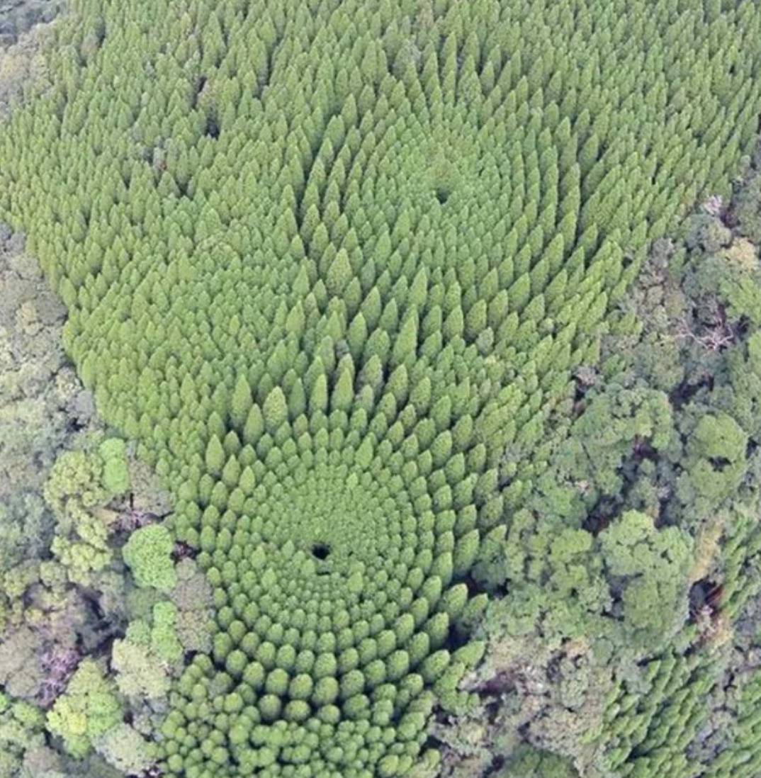trees planted in circles