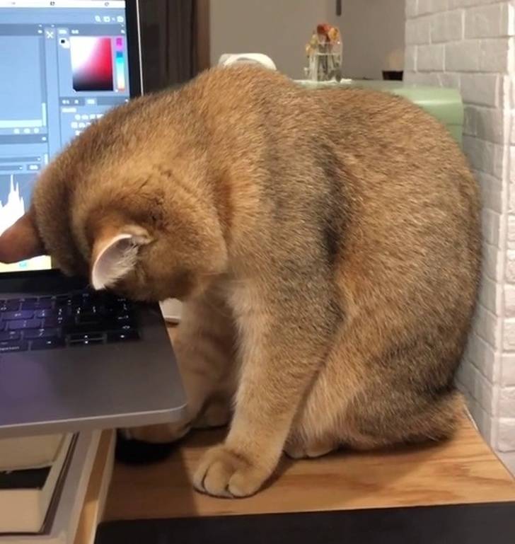 cat computer