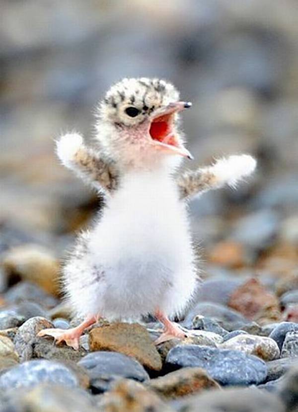 angry-baby-bird-02