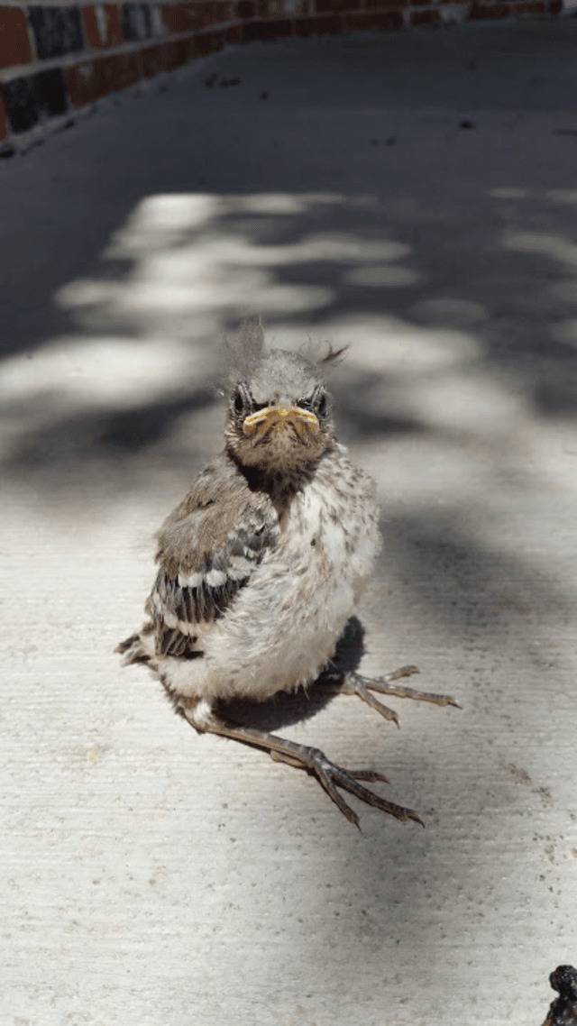 angry-baby-bird