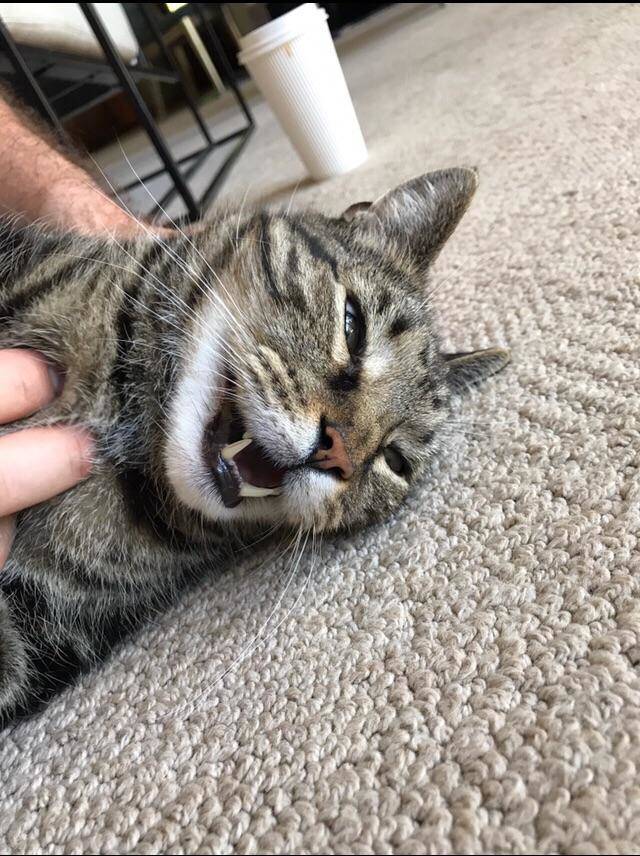 angry-cat-0