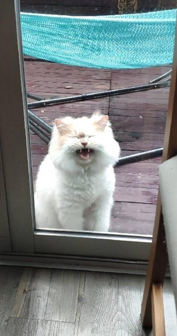 angry-cat-03