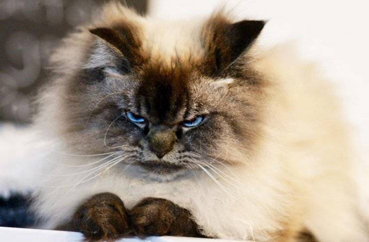 angry-cat-05