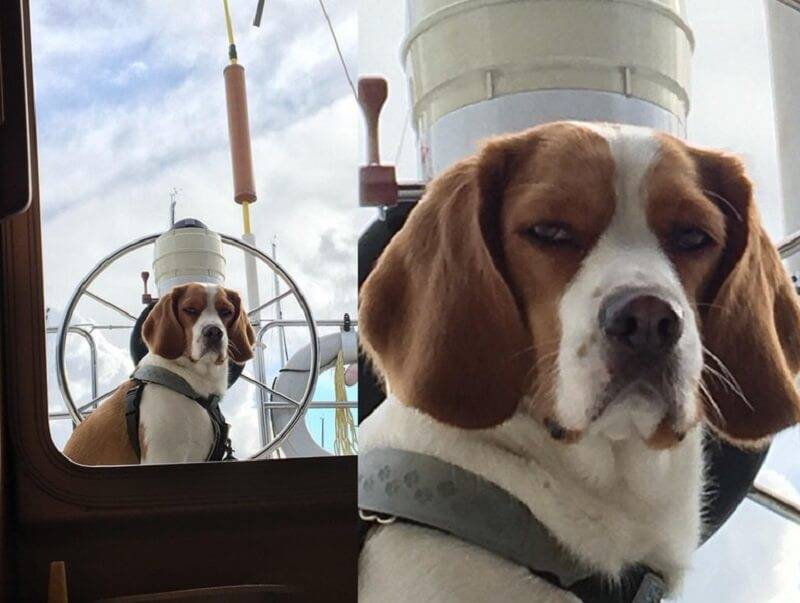 angry-dog-88