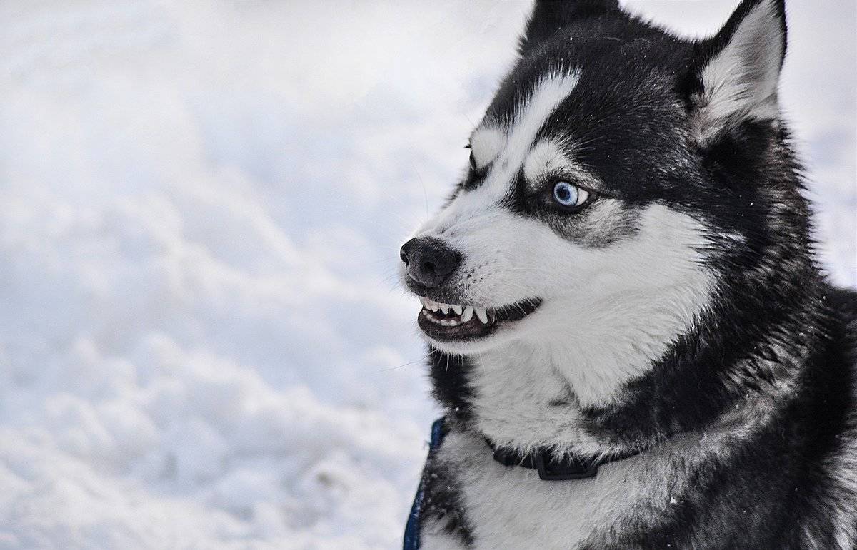 angry-husky-0