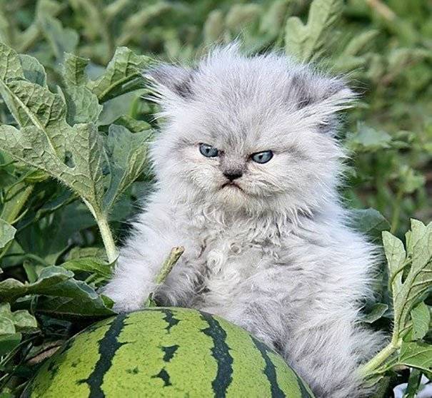 angry-watermelon-cat