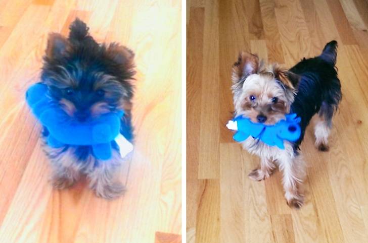 animals-with-toys-13