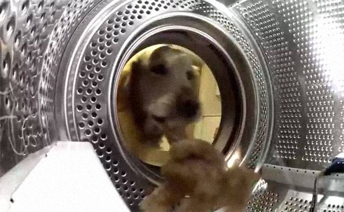 animals-with-toys-16