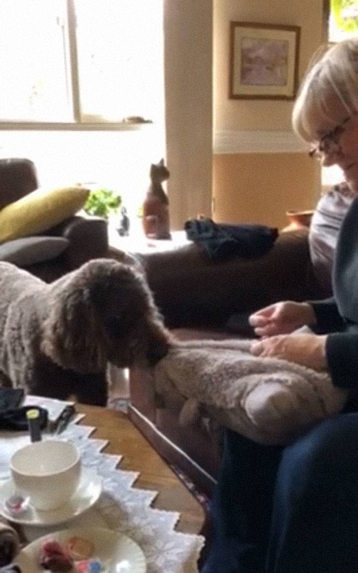 animals-with-toys-17