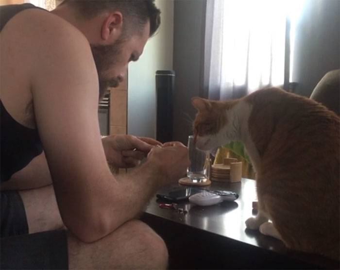 animals-with-toys-18