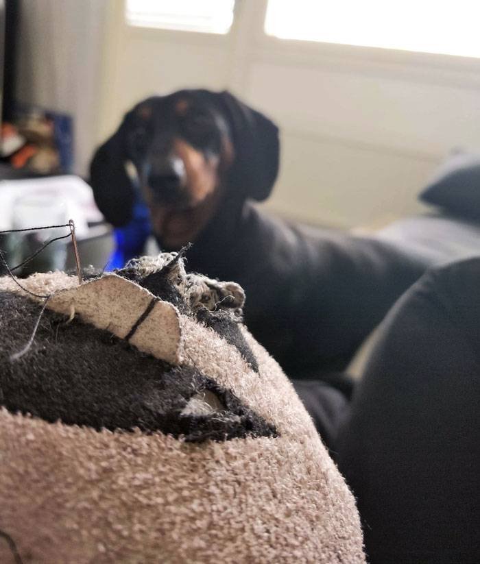 animals-with-toys-19