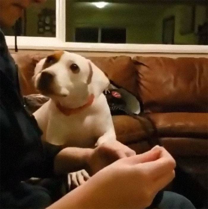 animals-with-toys-20