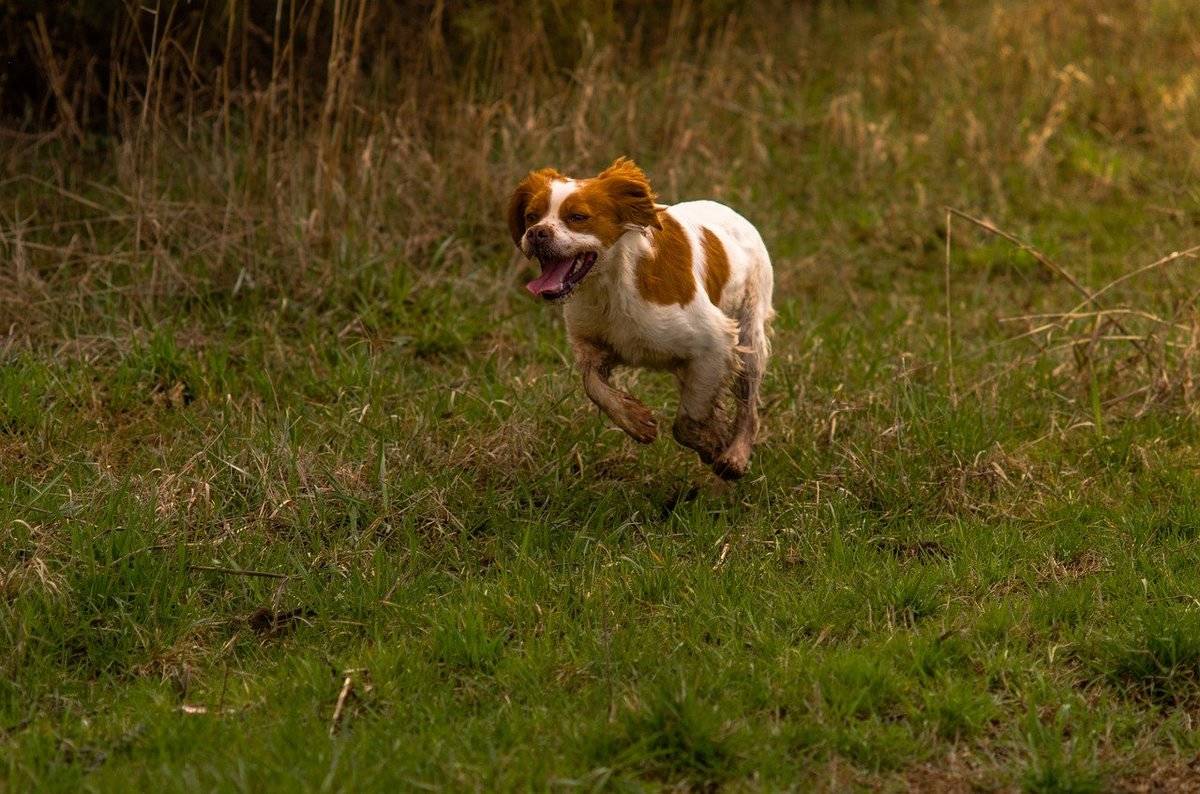brittany-spaniel