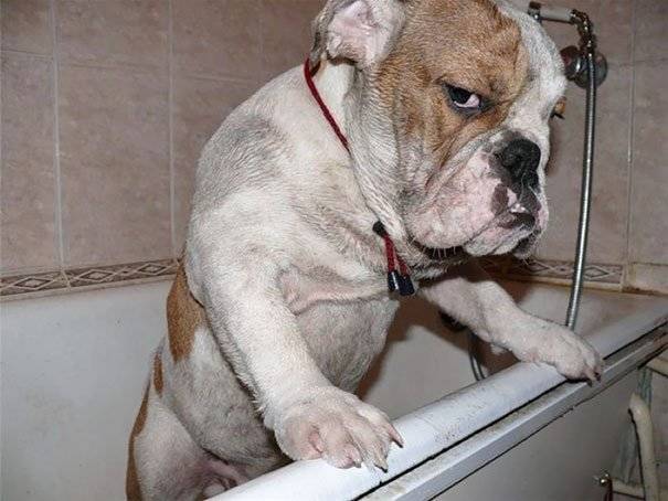 concerned-dog